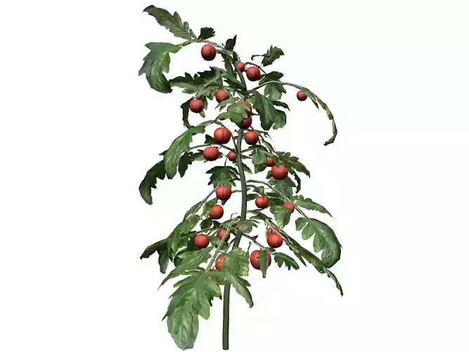 Tomato Plant  - 02 -
