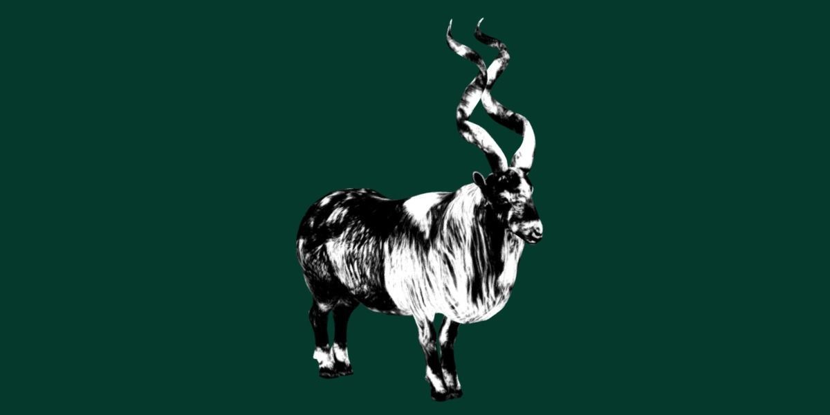 Markhor Wild Goat Low-poly 3D model_15