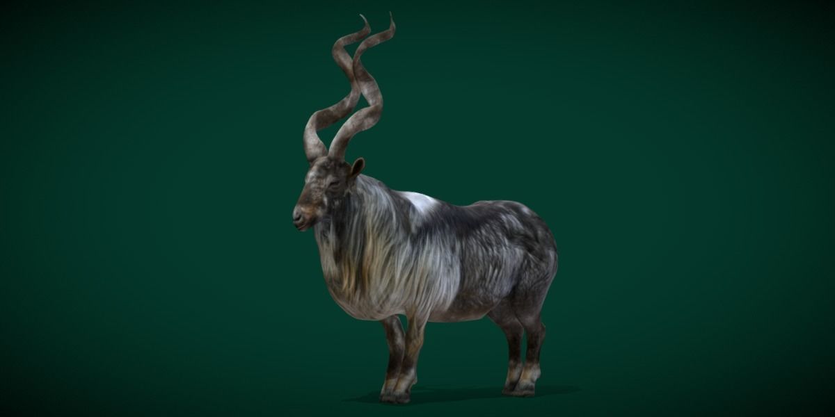 Markhor Wild Goat Low-poly 3D model_20
