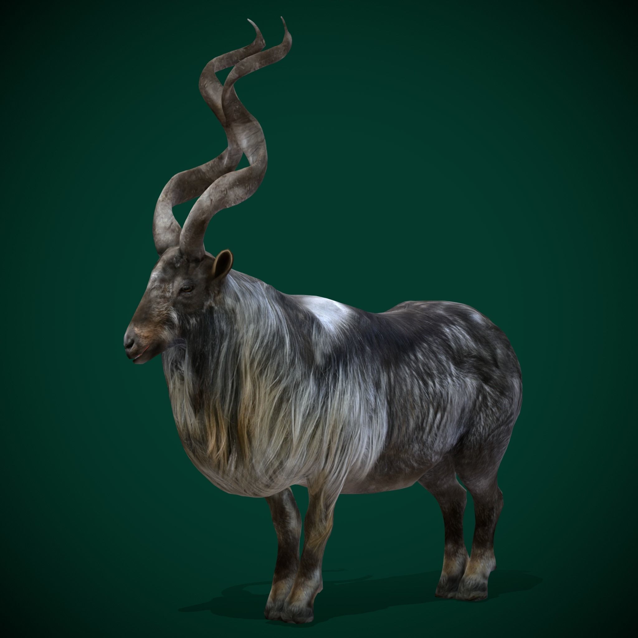 Markhor Wild Goat Low-poly 3D model_11