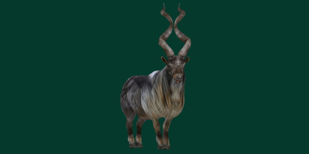 Markhor Wild Goat Low-poly 3D model_10