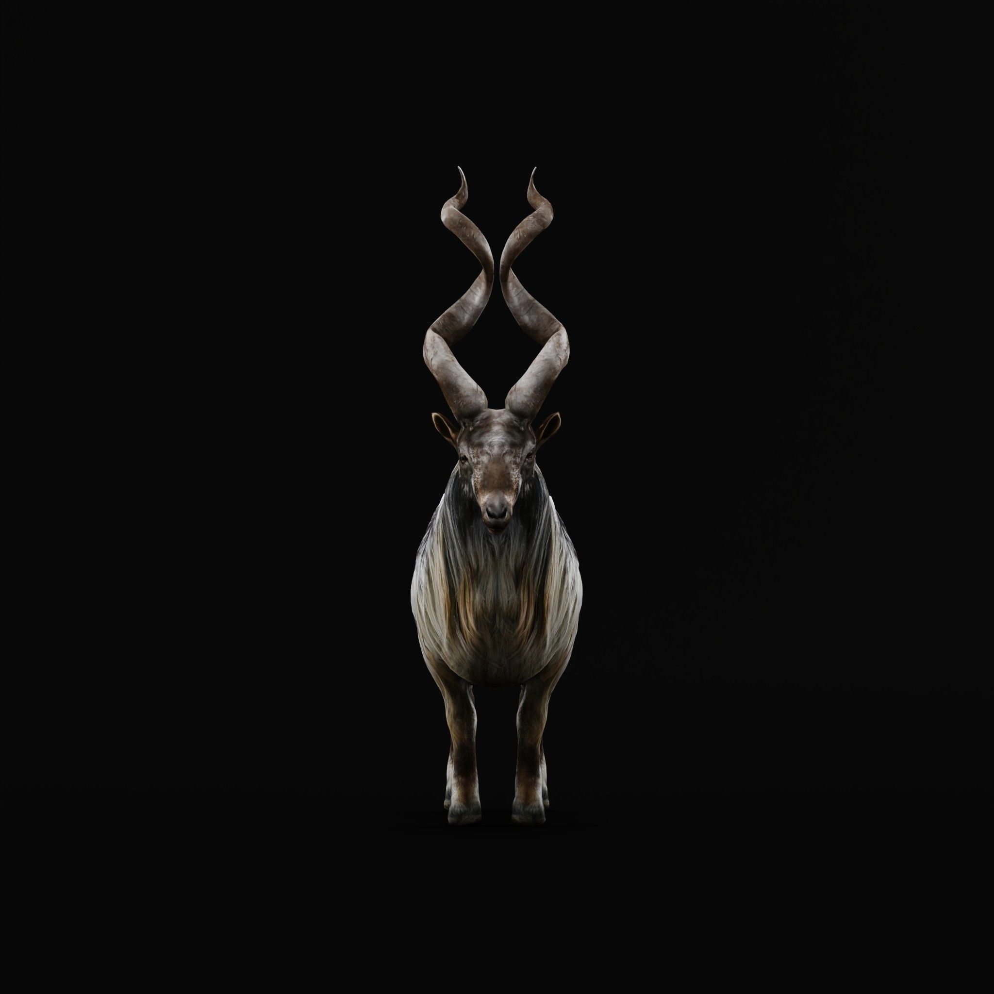 Markhor Wild Goat Low-poly 3D model_3
