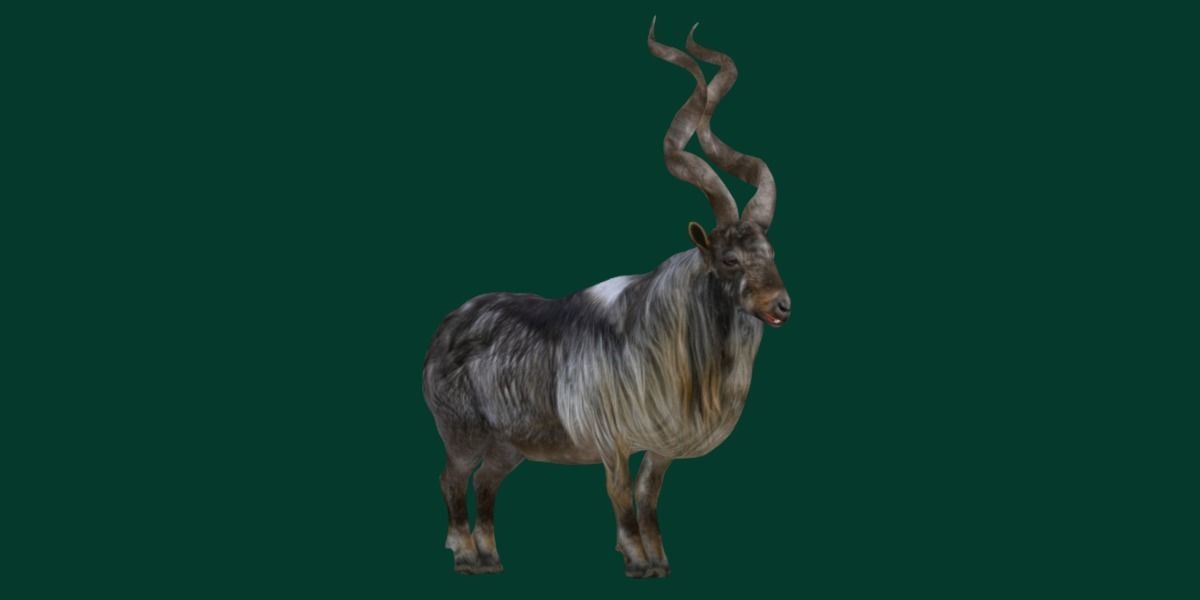 Markhor Wild Goat Low-poly 3D model_13