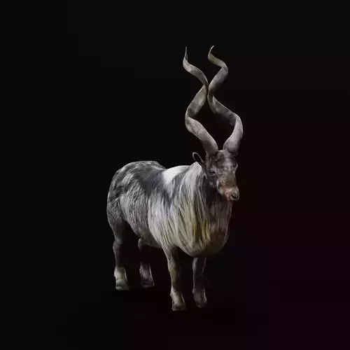 Markhor Wild Goat Low-poly 3D model