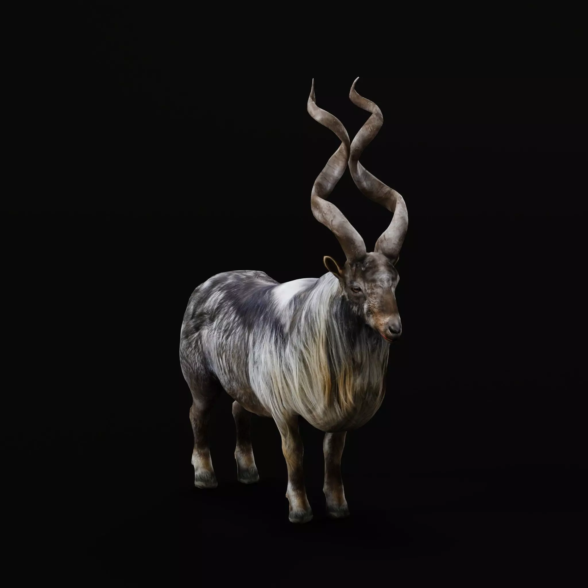 Markhor Wild Goat Low-poly 3D model_0