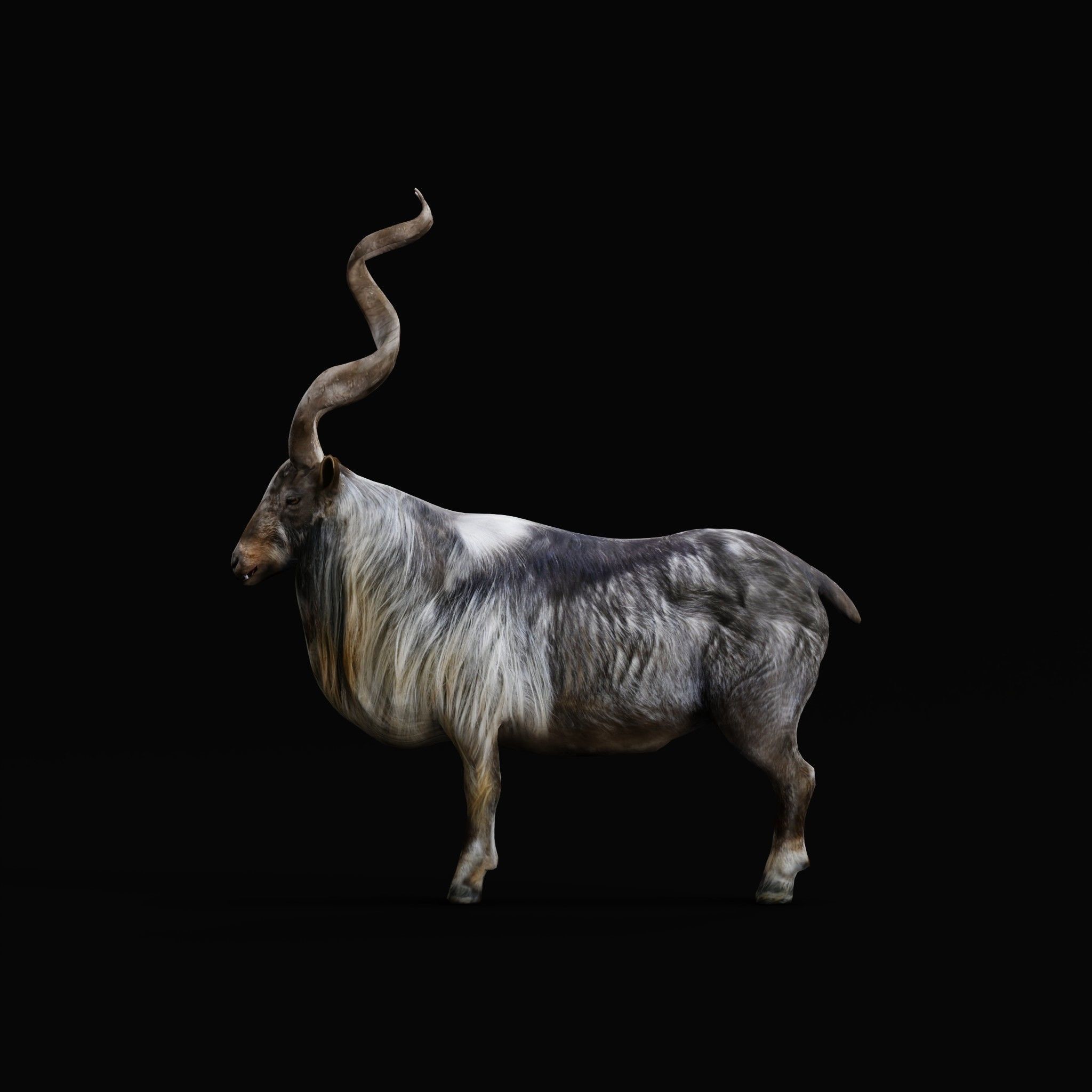 Markhor Wild Goat Low-poly 3D model_4