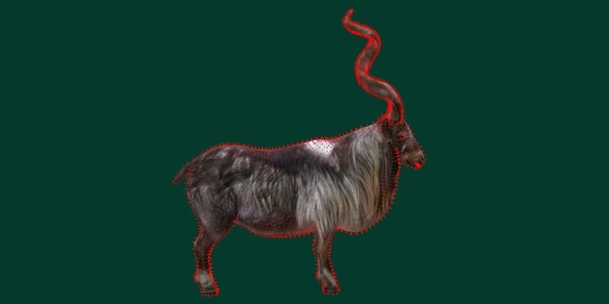 Markhor Wild Goat Low-poly 3D model_8