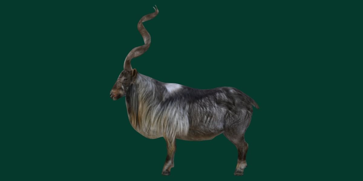 Markhor Wild Goat Low-poly 3D model_16