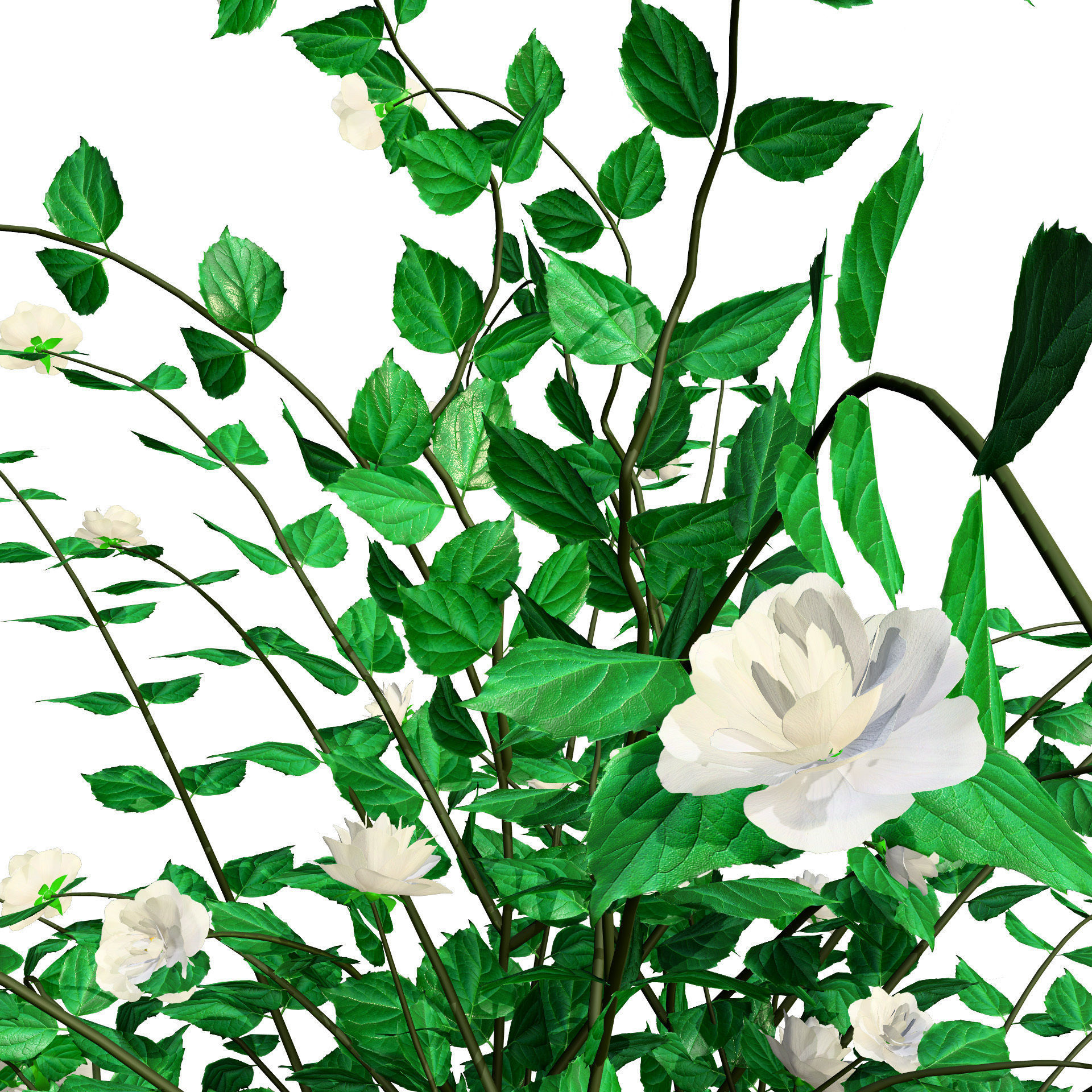 Minnesota Snowflake Mock Orange flower 3d pack Low-poly 3D model_9