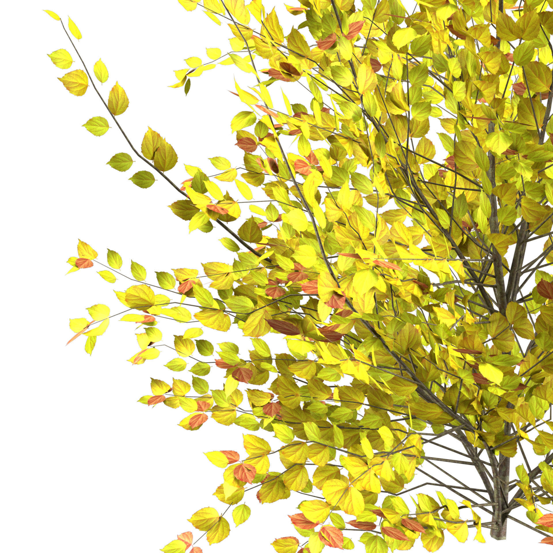 Minnesota Snowflake Mock Orange flower 3d pack Low-poly 3D model_2