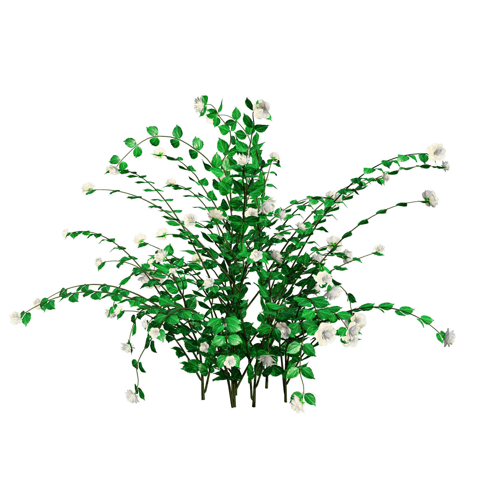 Minnesota Snowflake Mock Orange flower 3d pack Low-poly 3D model_8