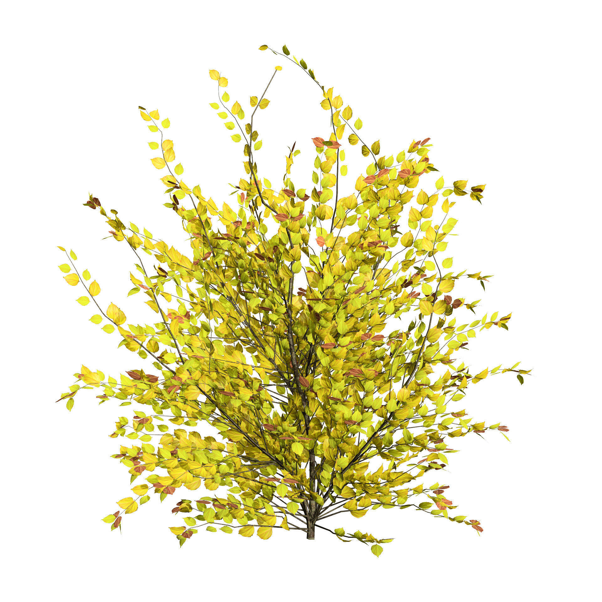 Minnesota Snowflake Mock Orange flower 3d pack Low-poly 3D model_4