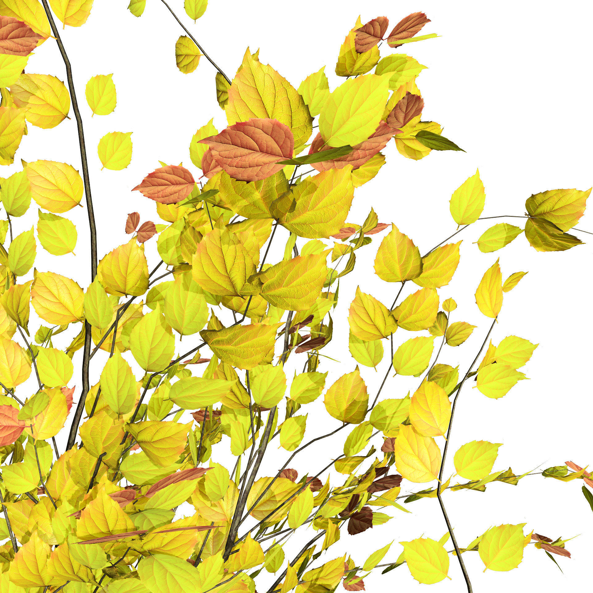 Minnesota Snowflake Mock Orange flower 3d pack Low-poly 3D model_5