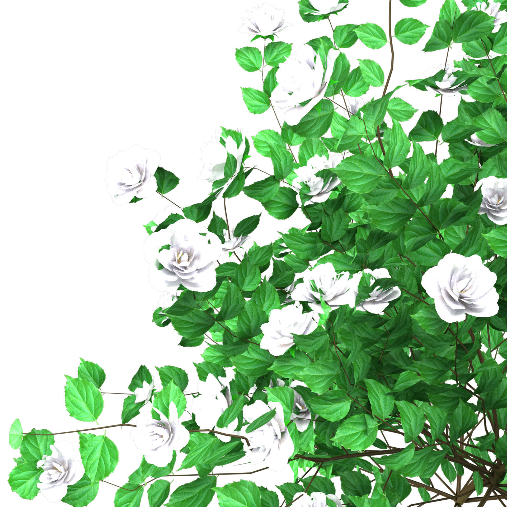 Minnesota Snowflake Mock Orange flower 3d pack Low-poly 3D model_12