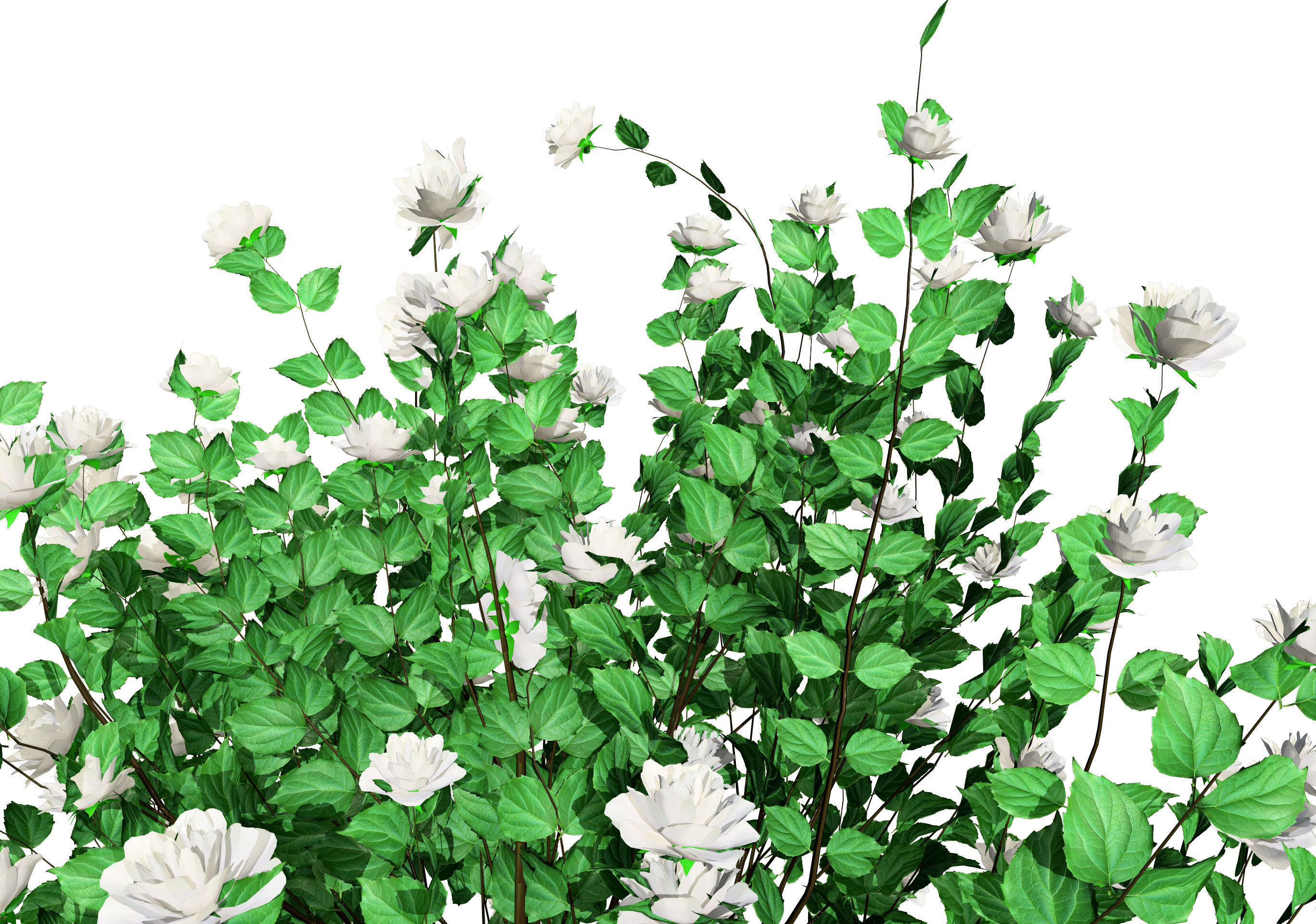 Minnesota Snowflake Mock Orange flower 3d pack Low-poly 3D model_10