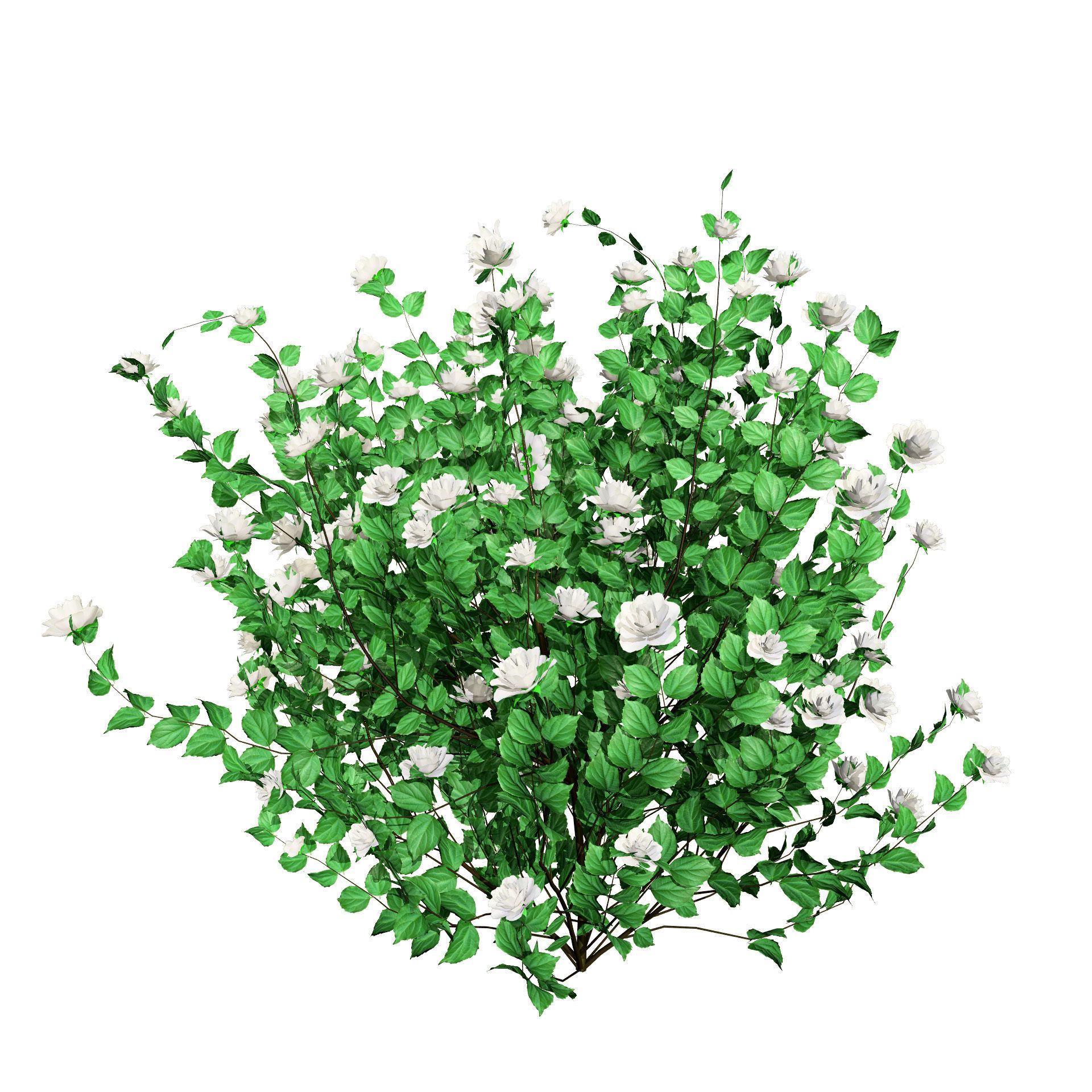 Minnesota Snowflake Mock Orange flower 3d pack Low-poly 3D model_11