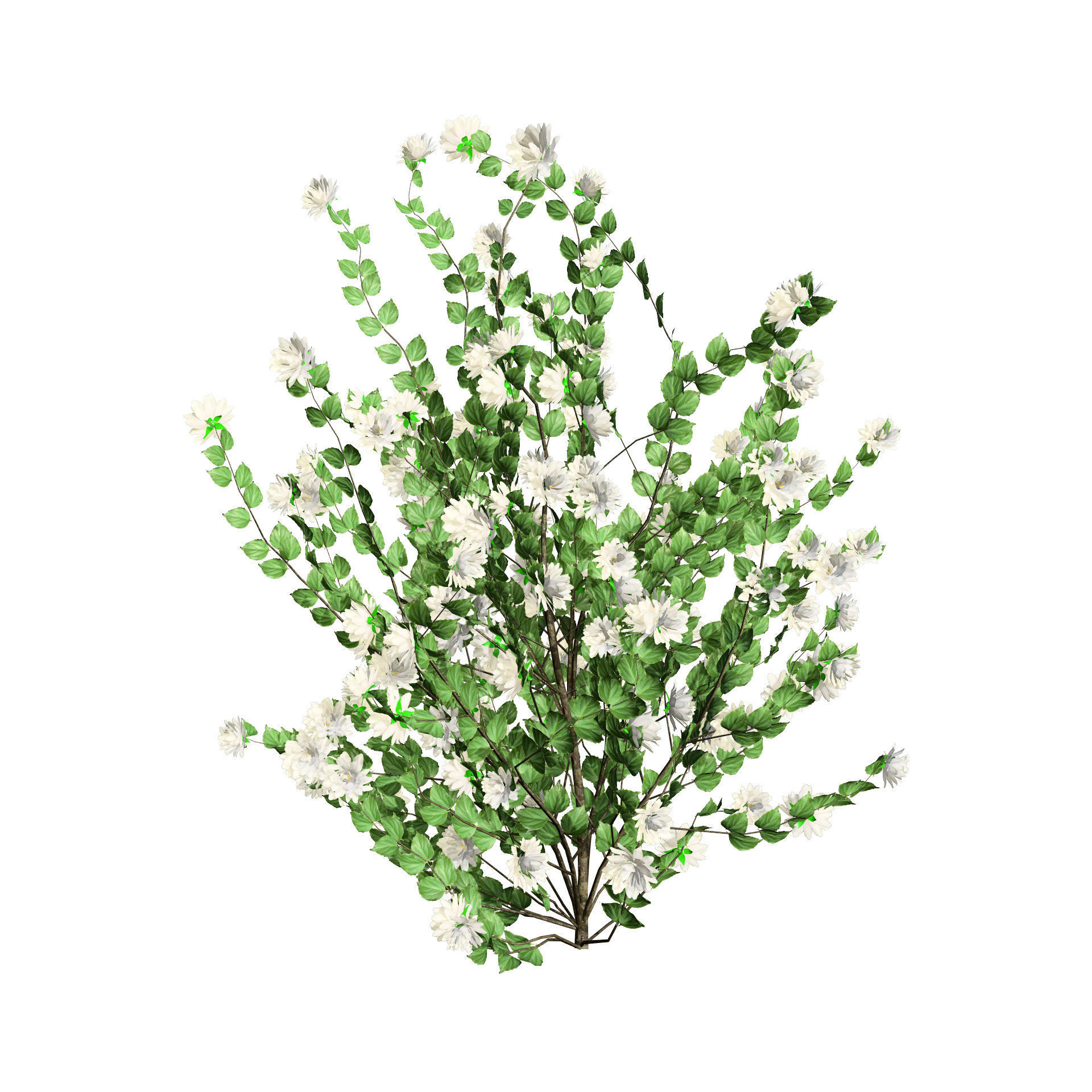 Minnesota Snowflake Mock Orange flower 3d pack Low-poly 3D model_6