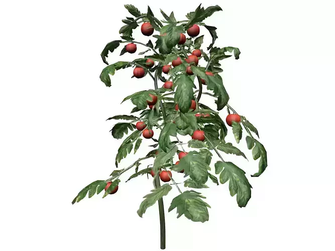 Tomato Plant  - 03 -