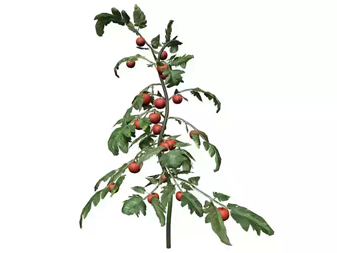 Tomato Plant  - 04 -