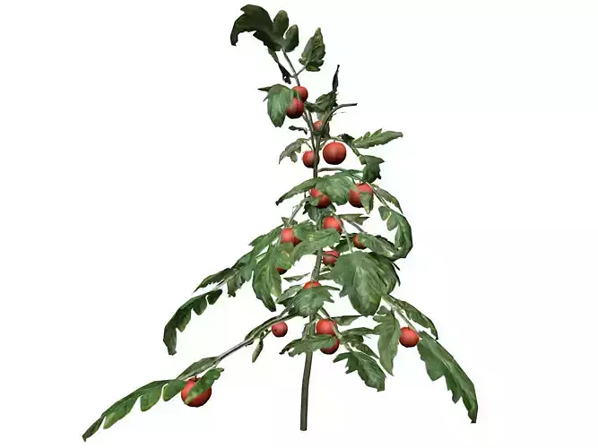 Tomato Plant  - 05 -