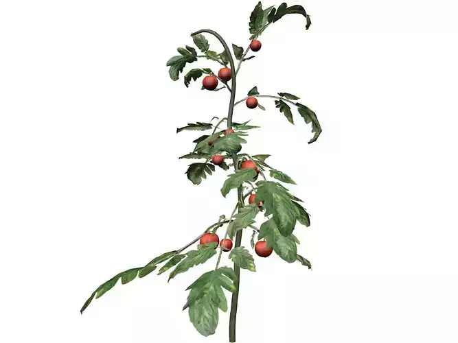 Tomato Plant  - 06 -