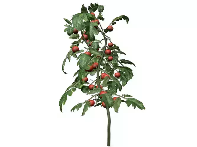 Tomato Plant  - 07 -