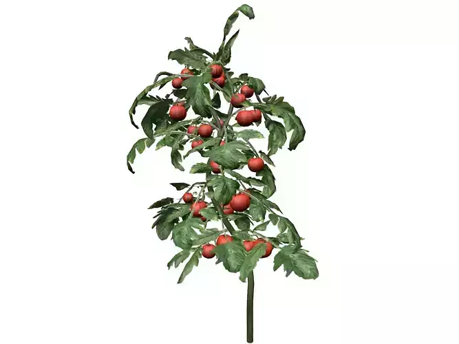 Tomato Plant  - 08 -