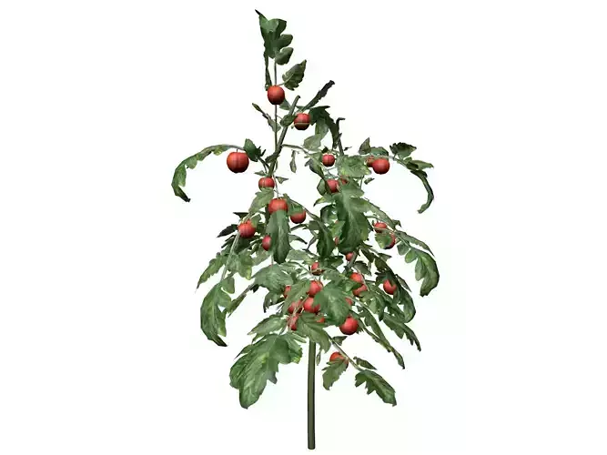 Tomato Plant  - 09 -