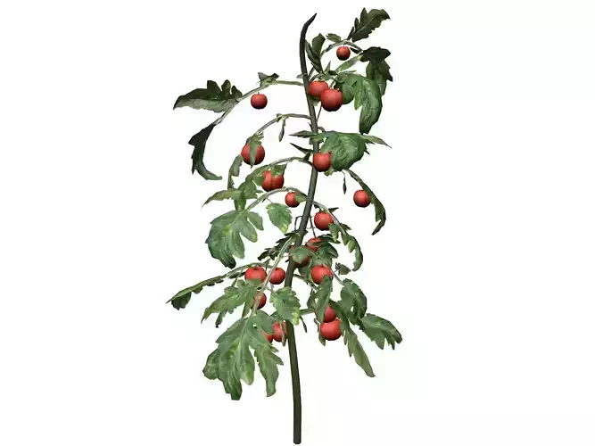 Tomato Plant  - 10 -