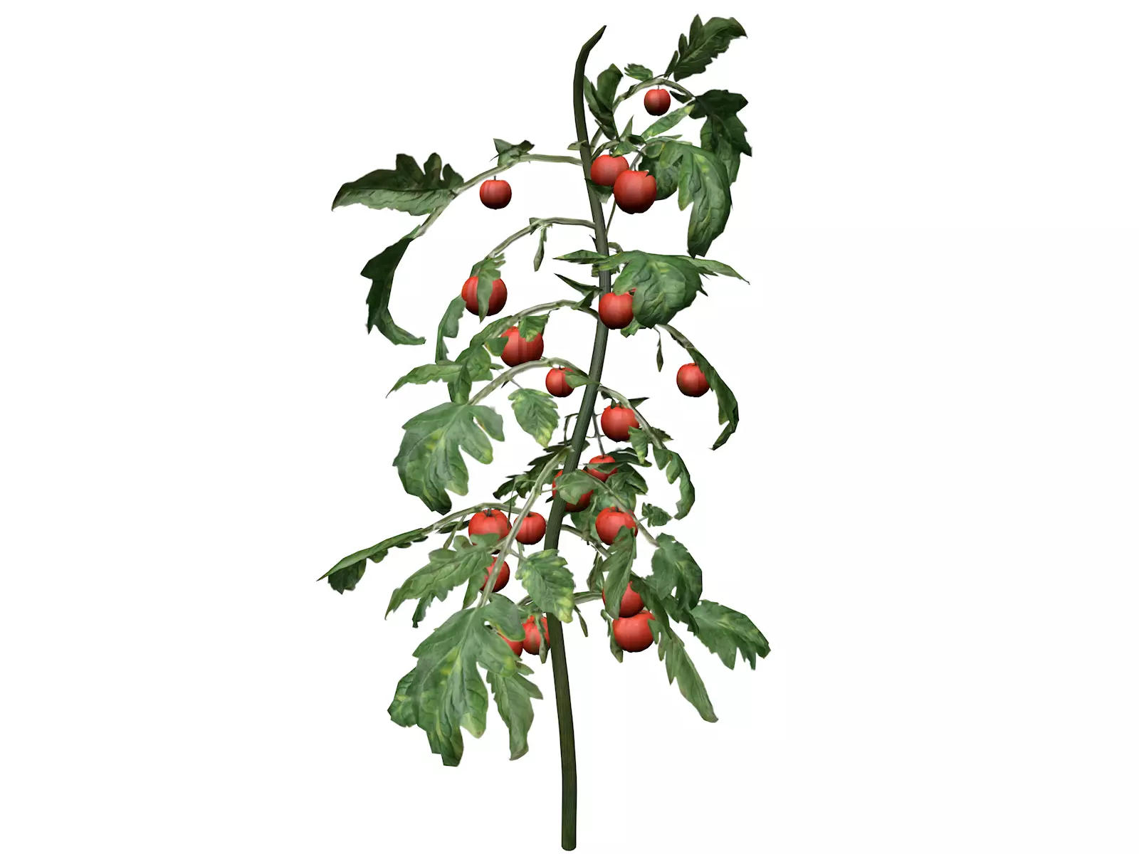Tomato Plant - 10 - 3D model
