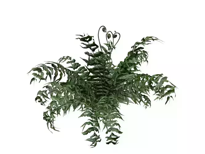 Western Sword Fern Plant - 01 - 