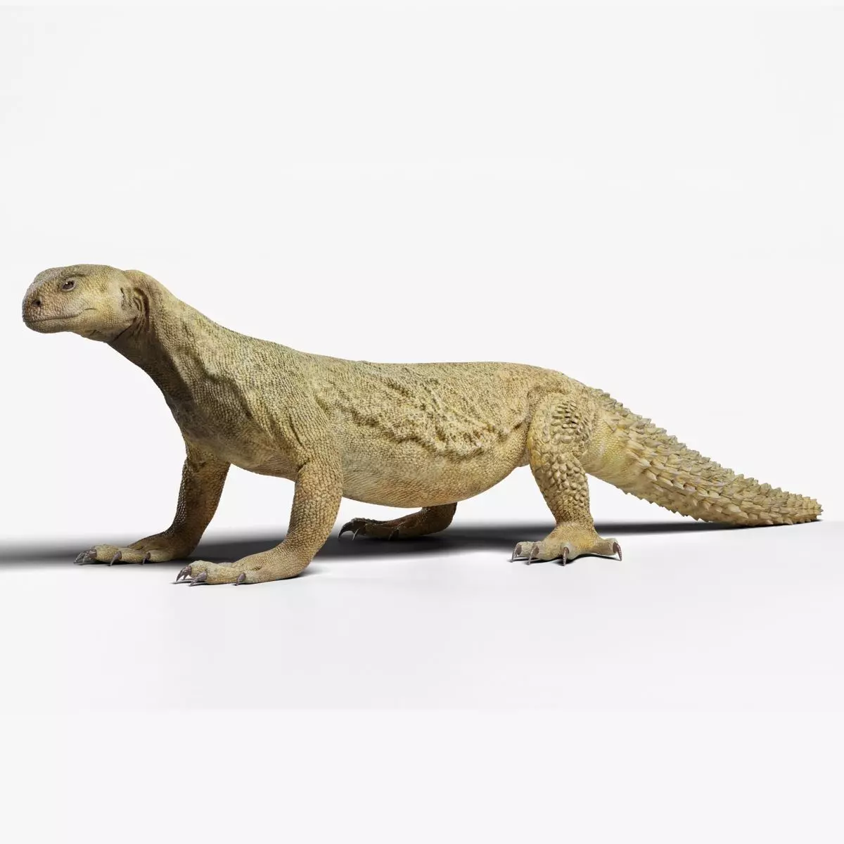 Dhub Lizard Animation - VFX Grace 3D model_0