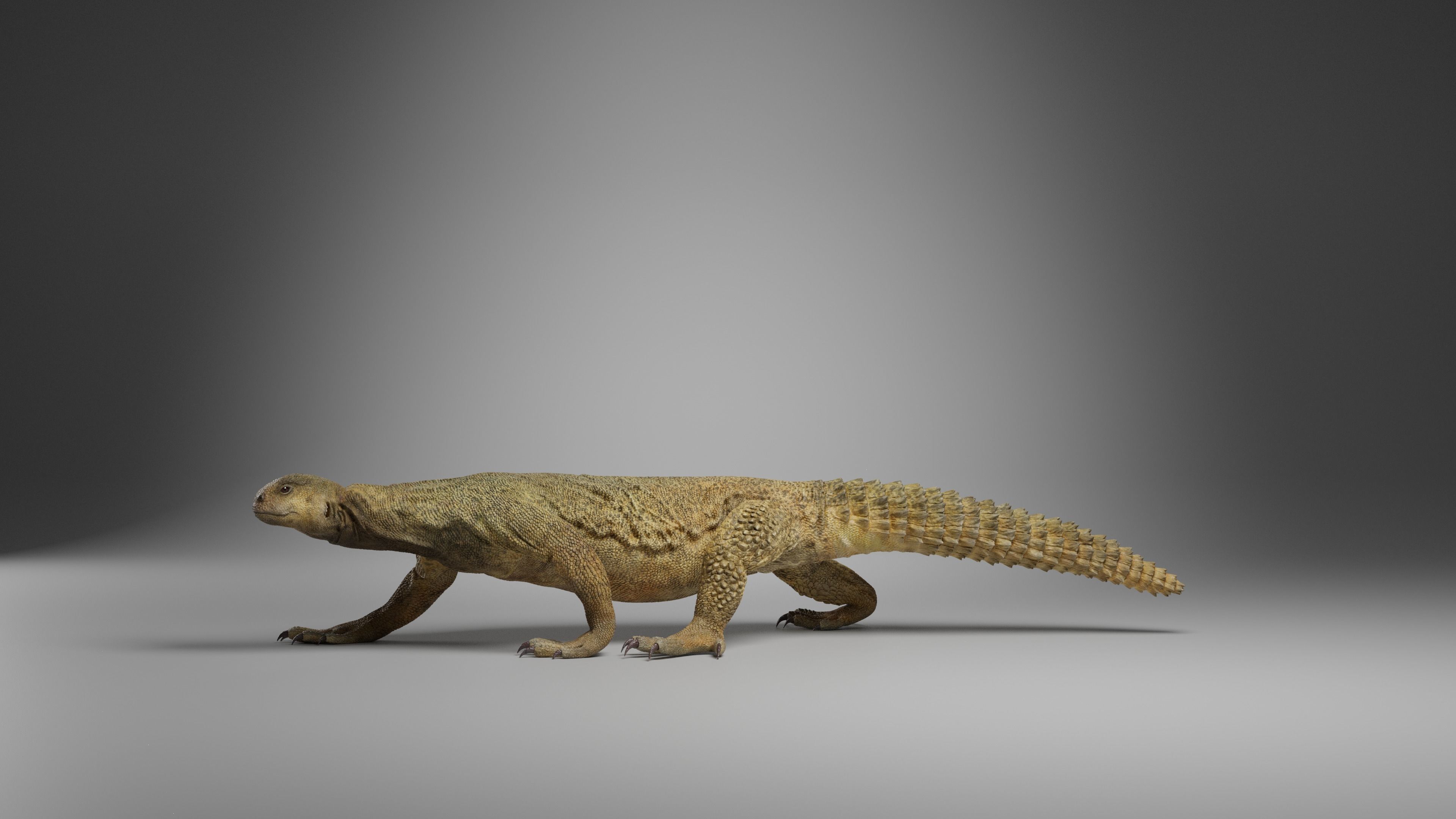 Dhub Lizard Animation - VFX Grace 3D model_7