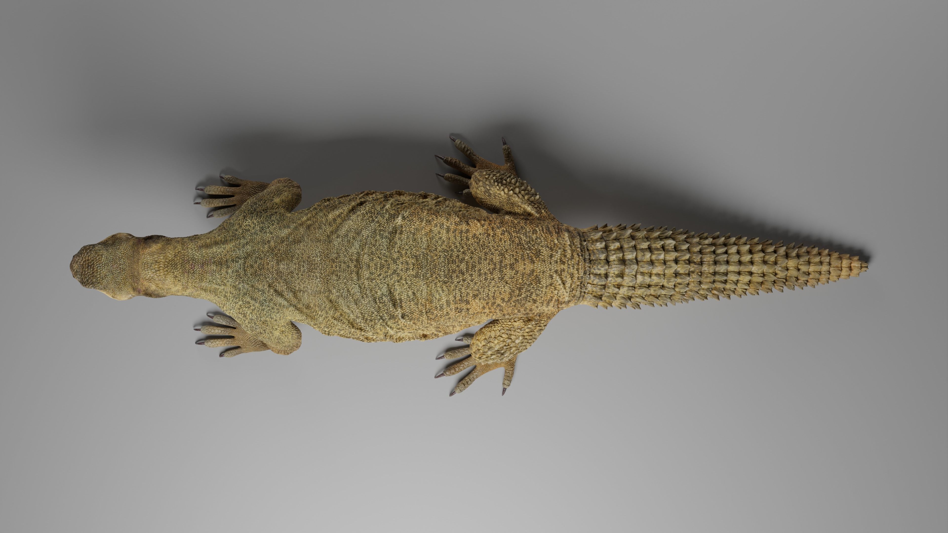 Dhub Lizard Animation - VFX Grace 3D model_9
