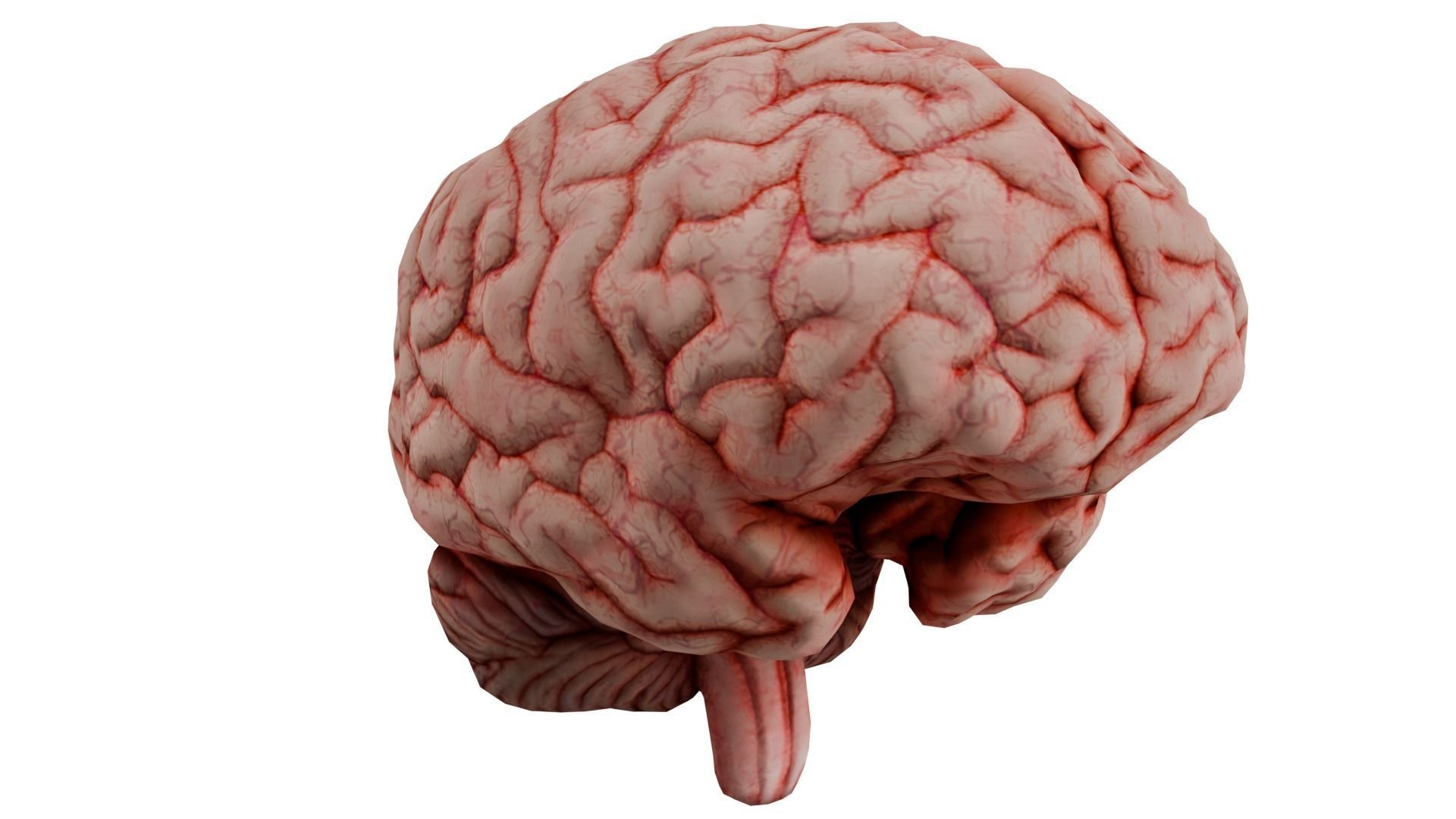 Human Brain 3D model_2