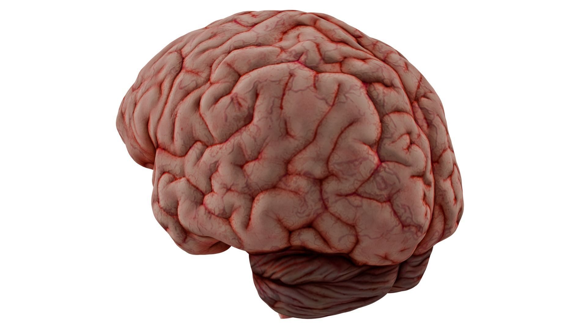 Human Brain 3D model_6