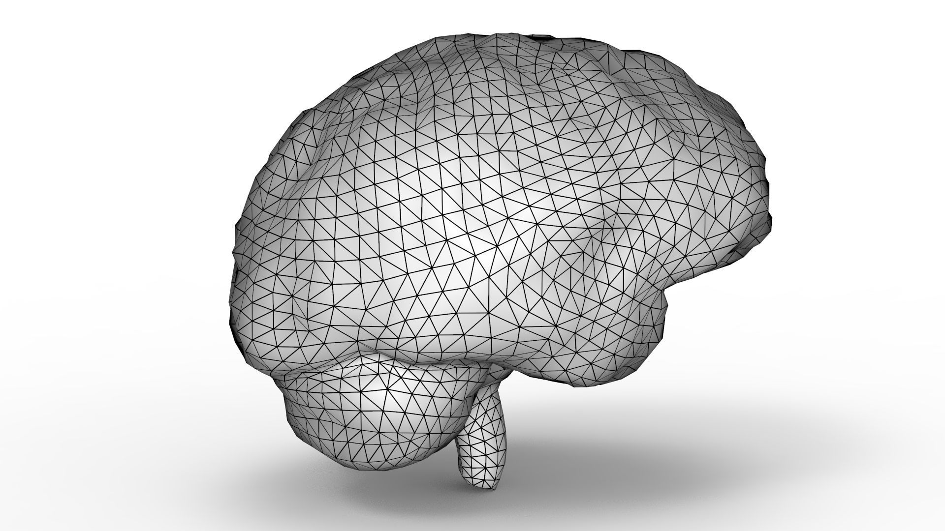 Human Brain 3D model_11