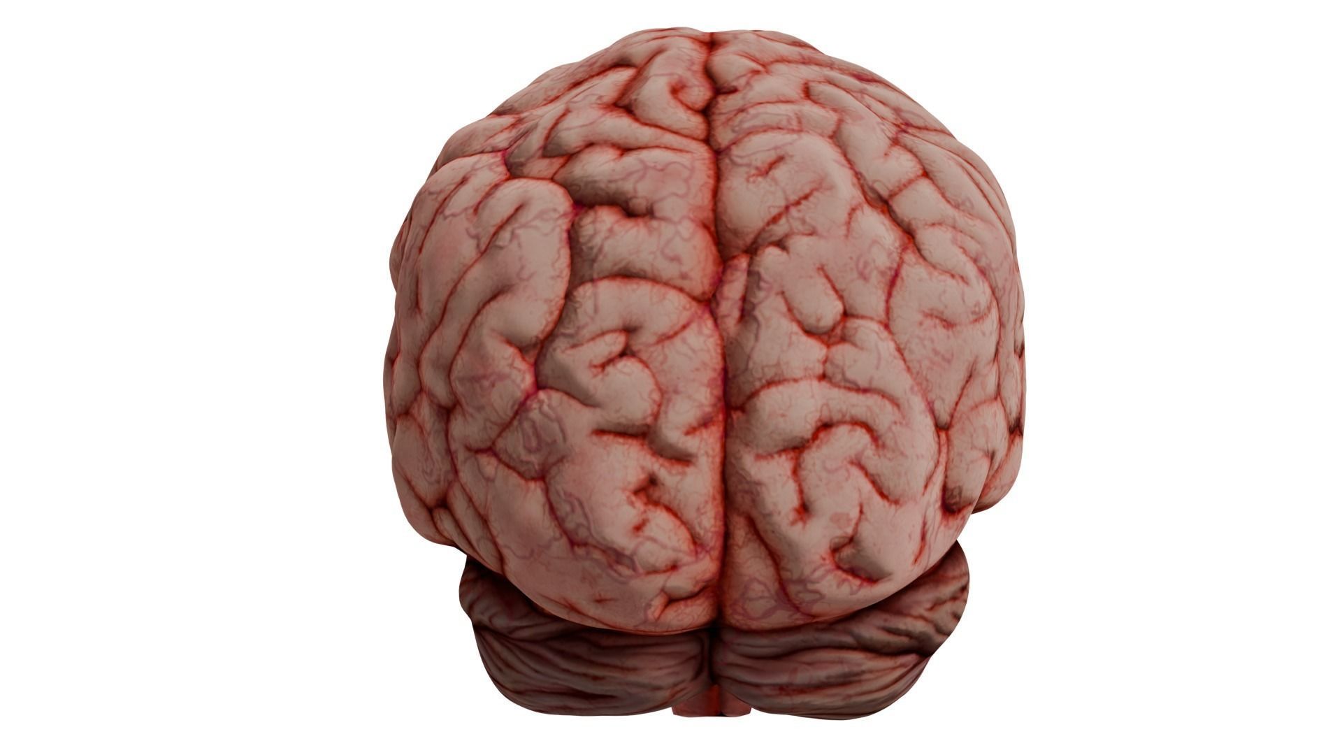 Human Brain 3D model_7