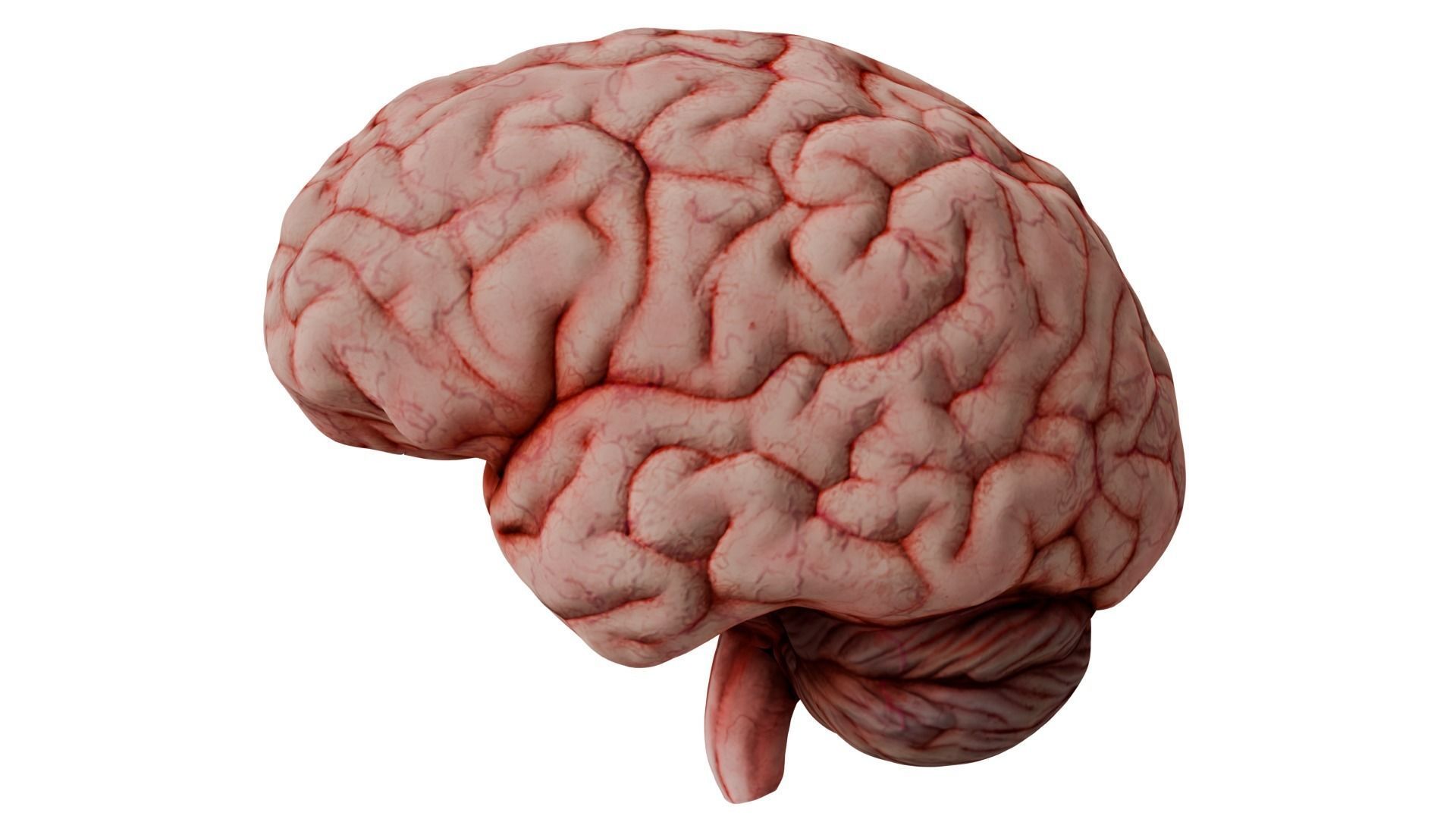 Human Brain 3D model_5