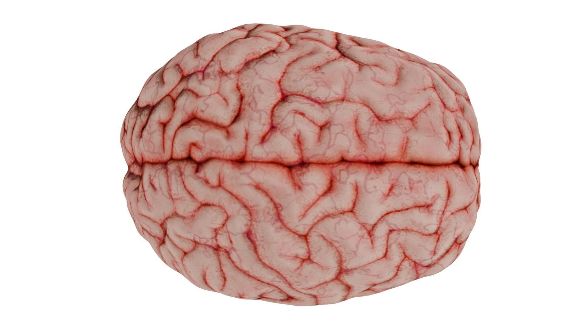Human Brain 3D model_8