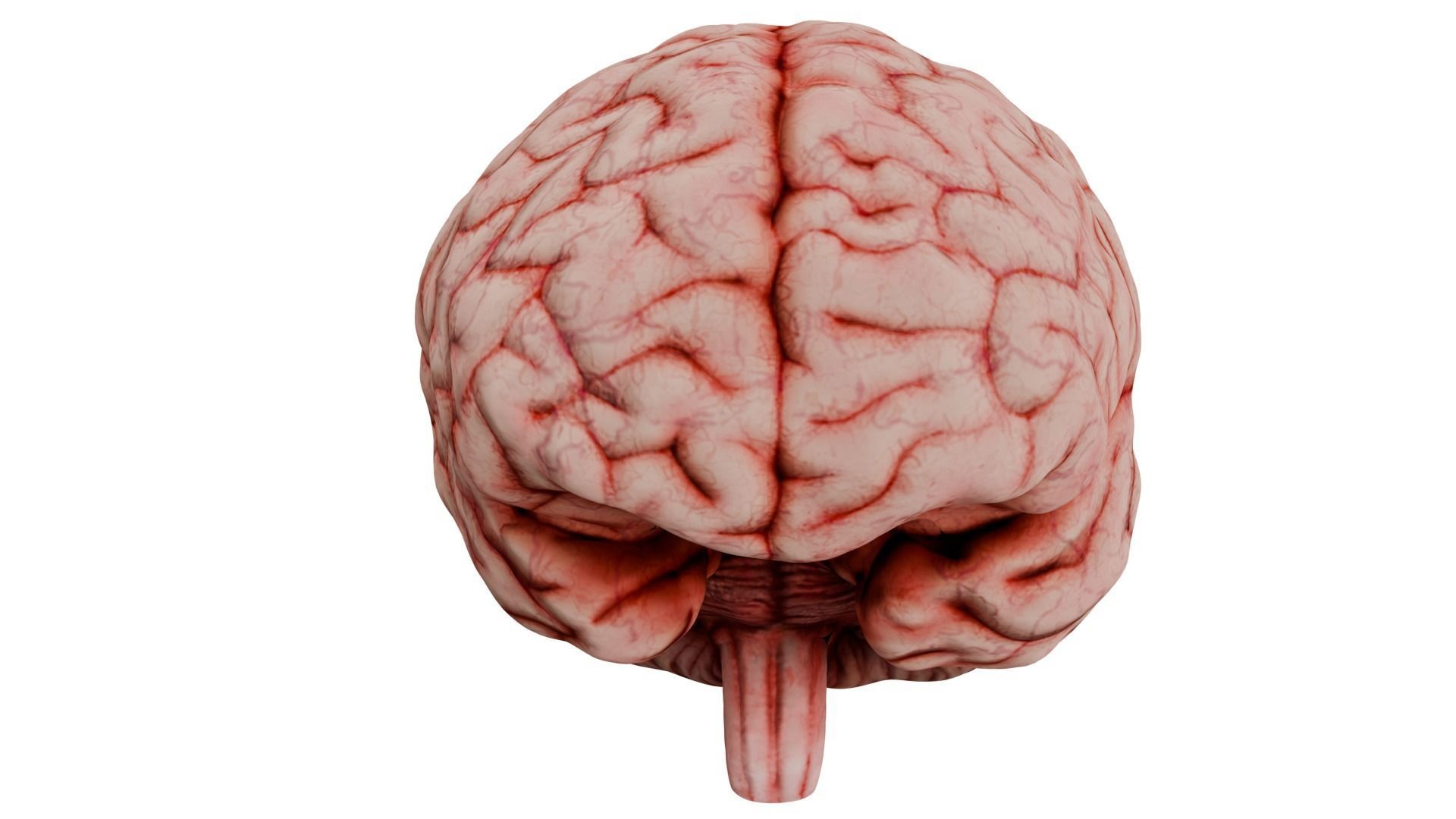 Human Brain 3D model_3