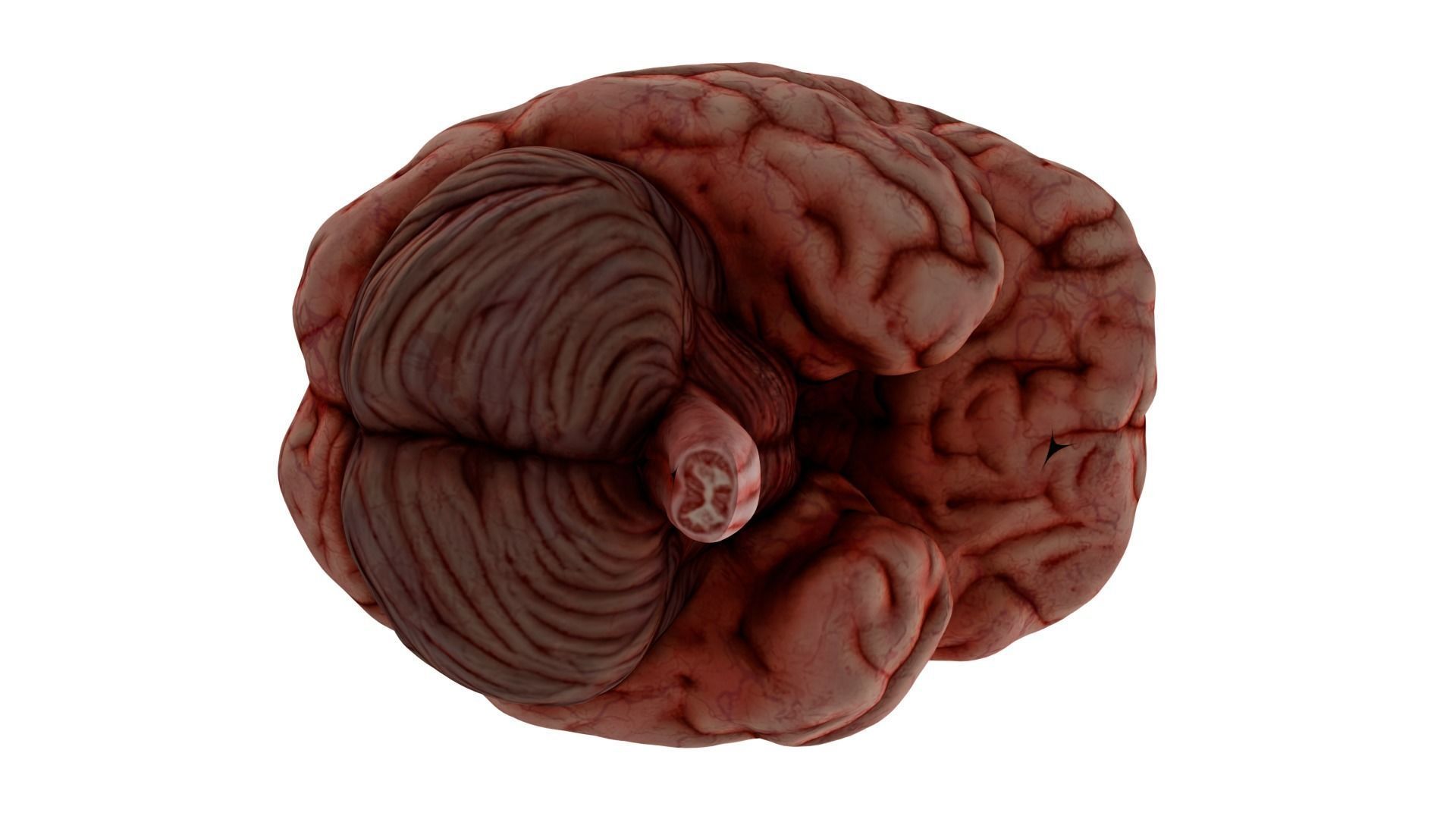 Human Brain 3D model_9