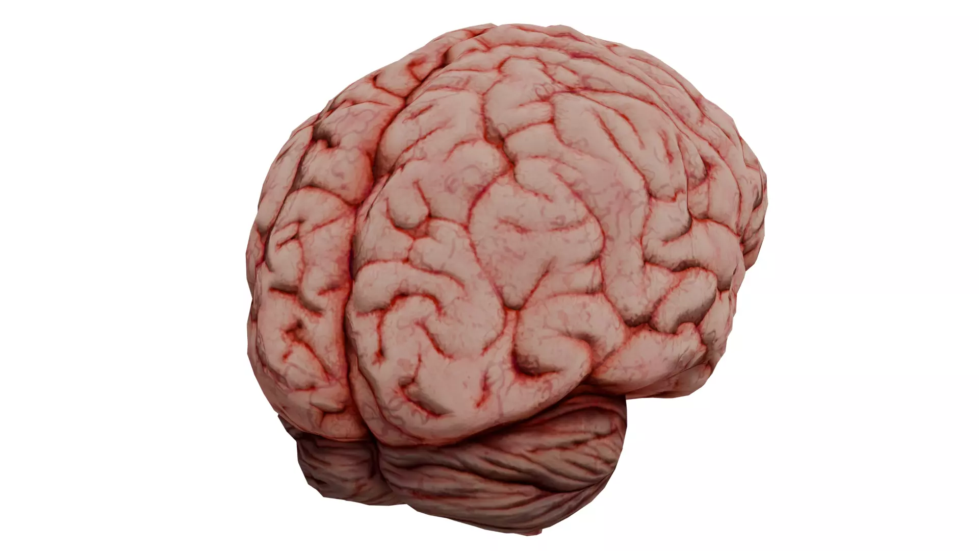 Human Brain 3D model_0