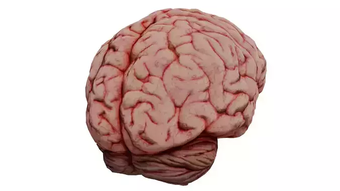 Human Brain