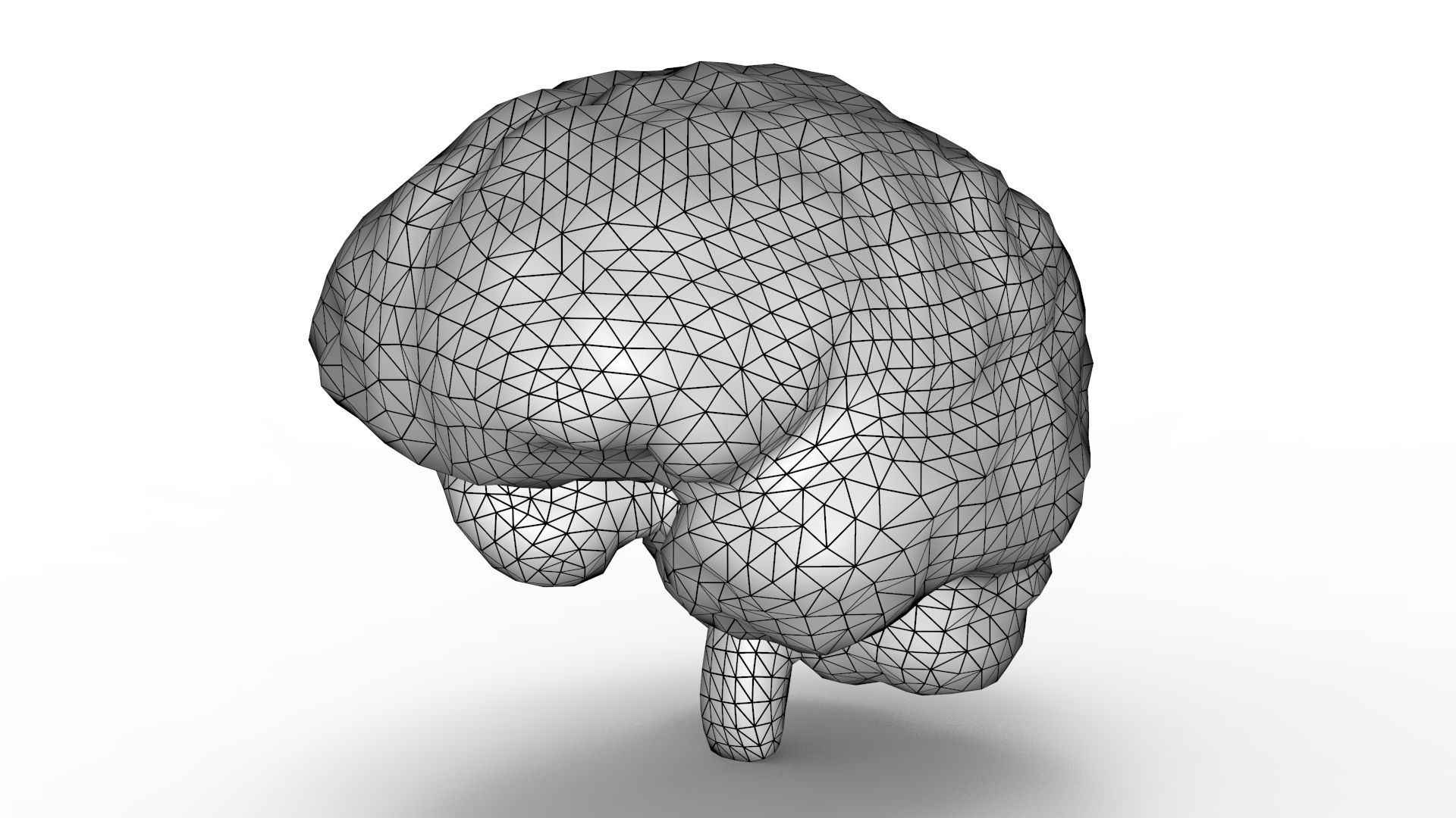 Human Brain 3D model_14