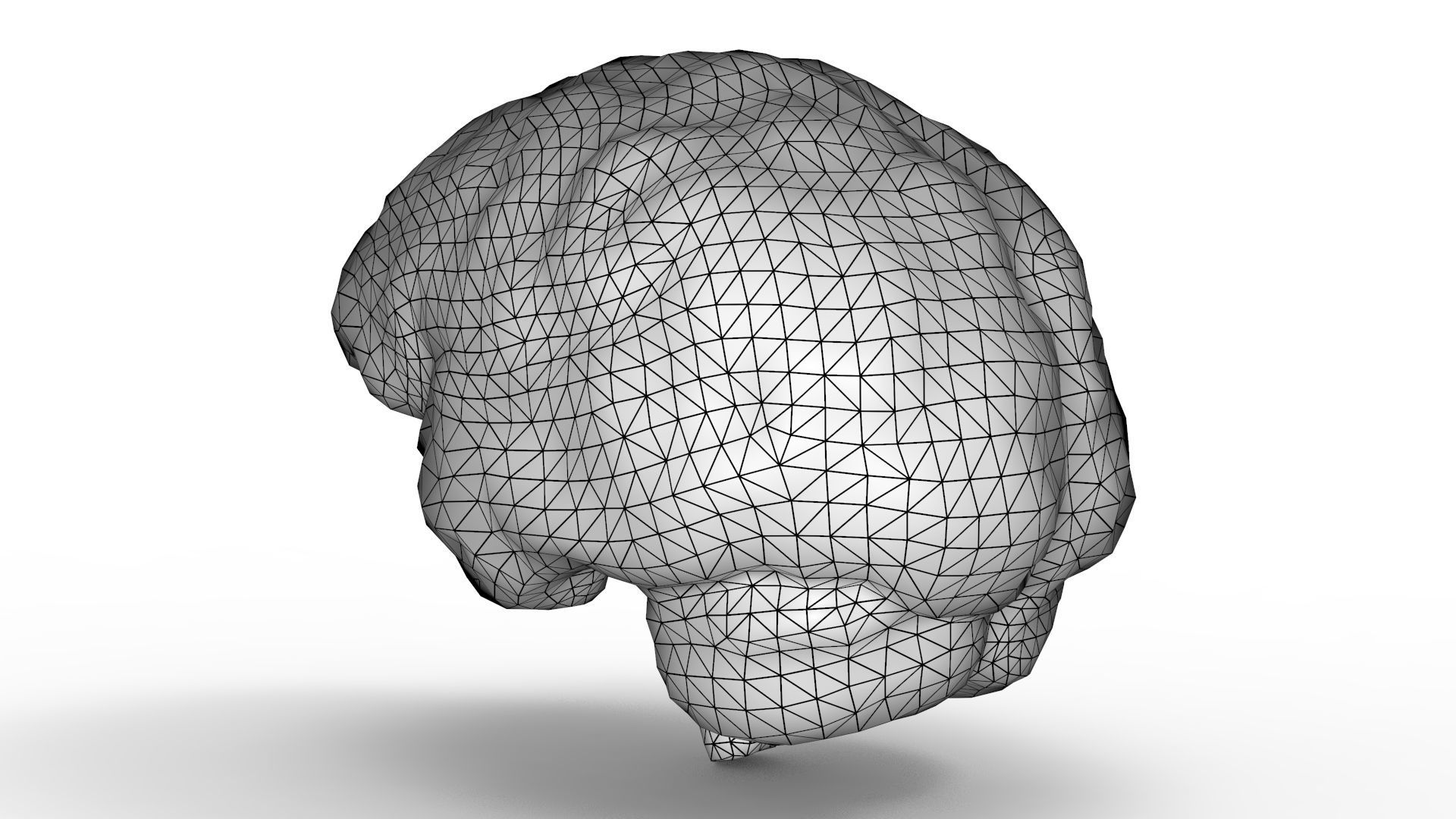 Human Brain 3D model_16