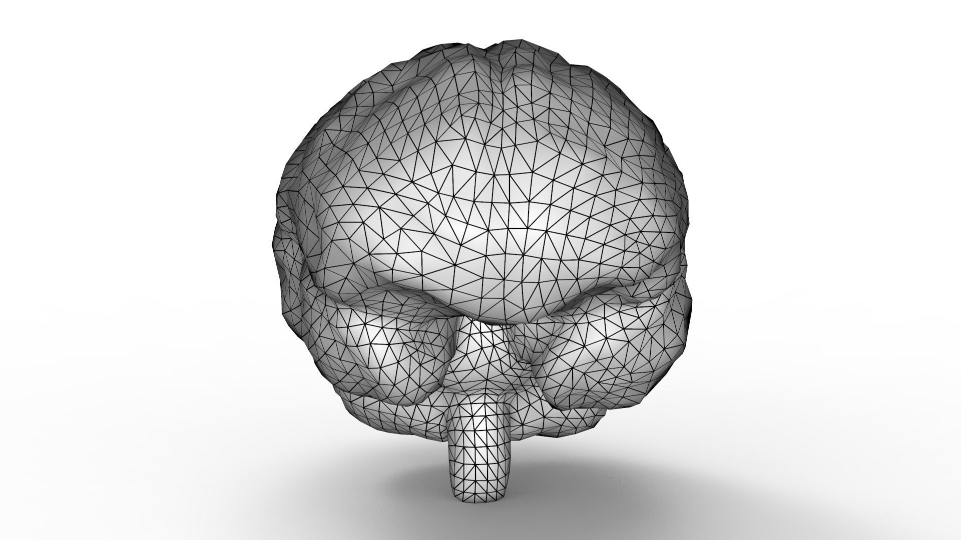 Human Brain 3D model_13