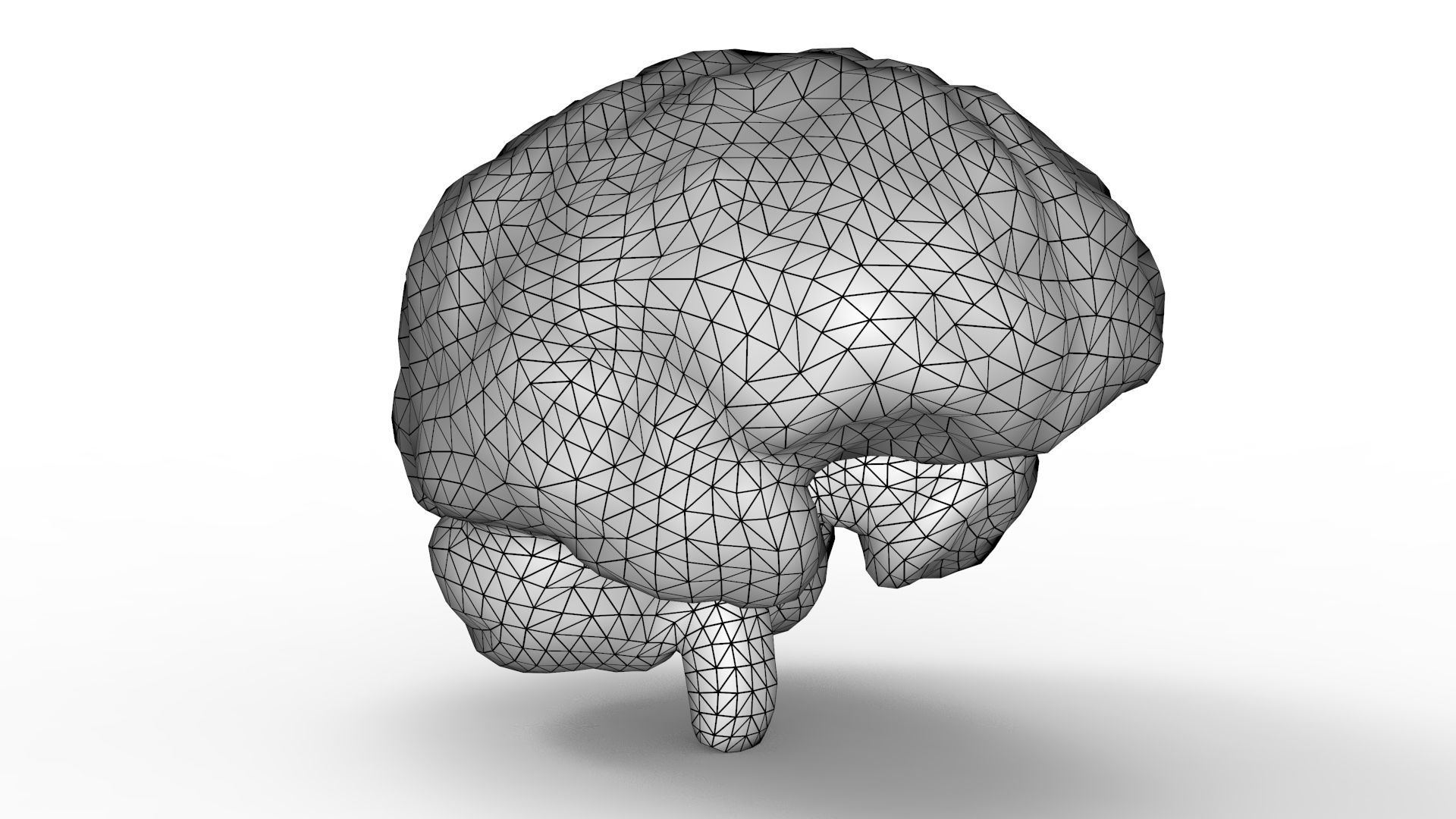 Human Brain 3D model_12