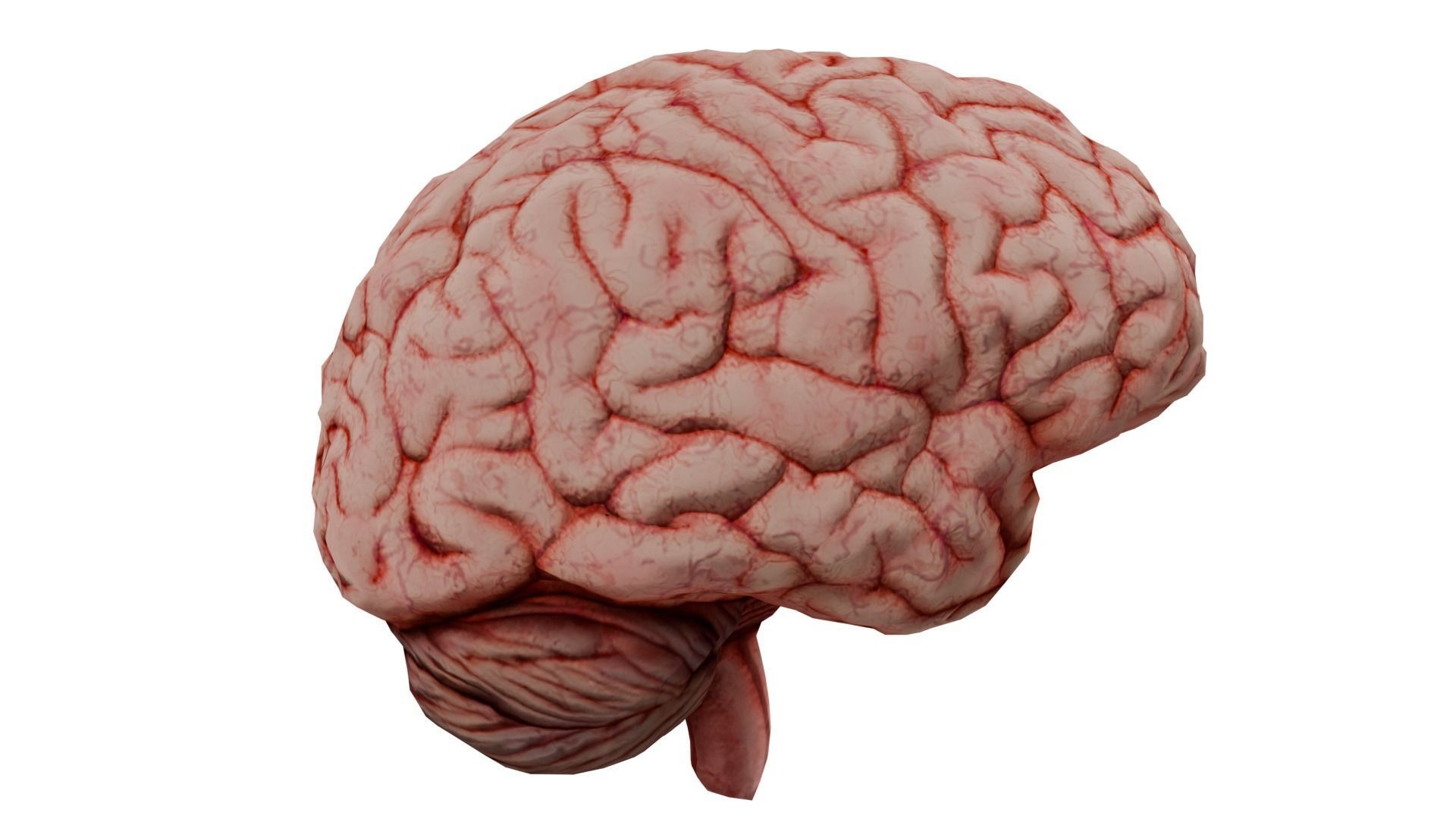 Human Brain 3D model_1