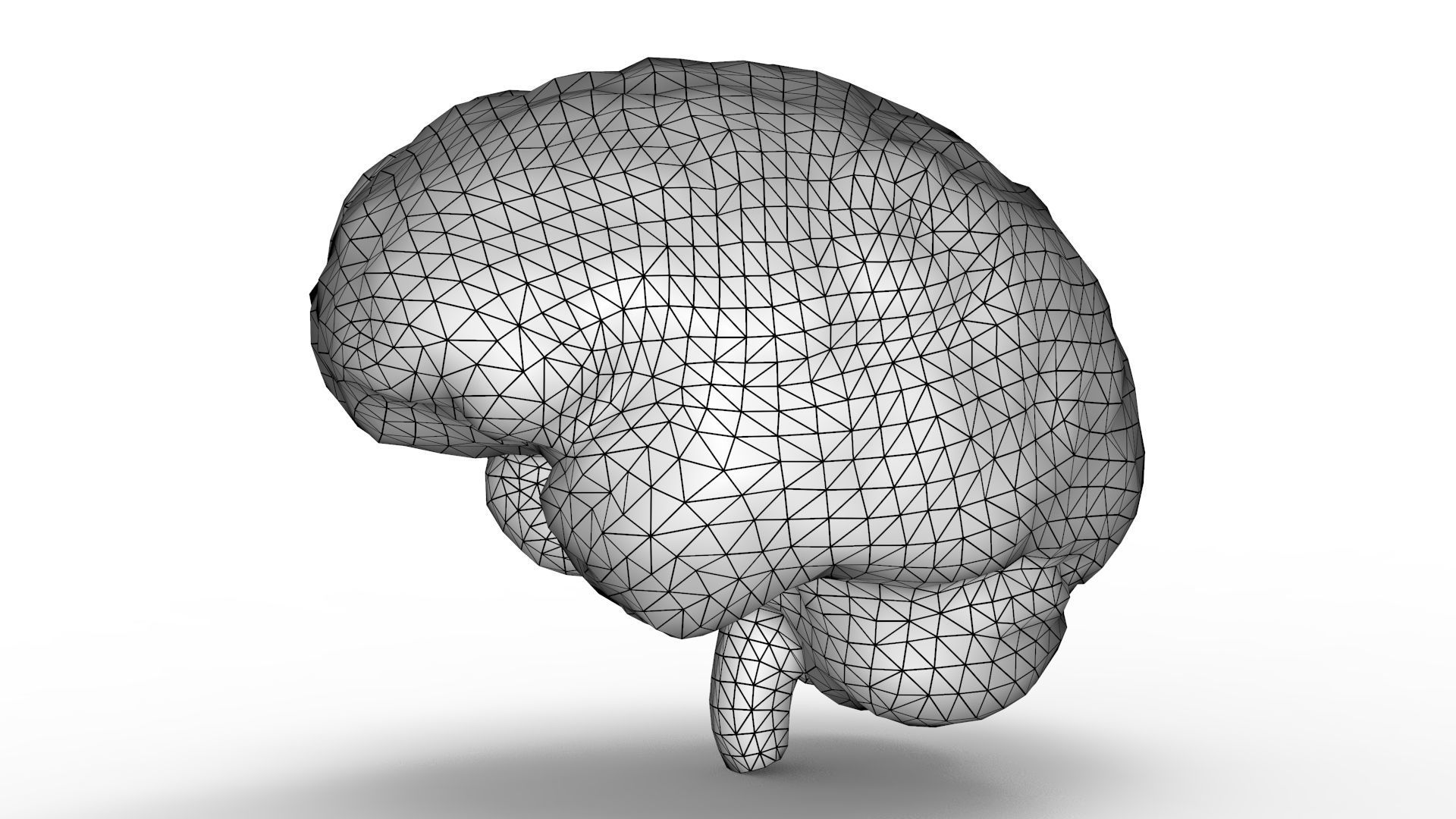 Human Brain 3D model_15